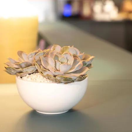 Maria Luisa By Introvert